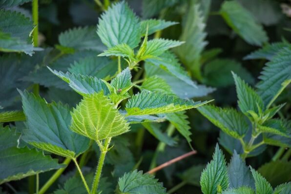 Nettle for the preparation of a medicinal infusion for potency problems. 