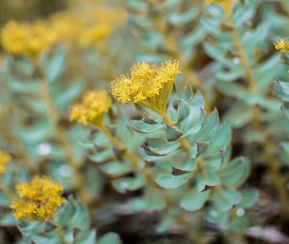 Rhodiola helps with neuroses in the context of potency disorders. 