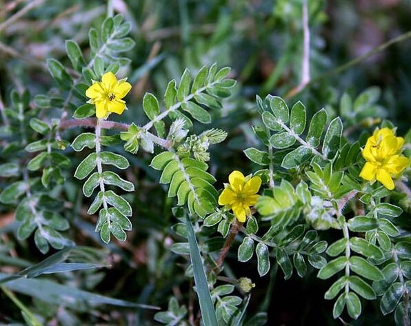 Tribulus improves the function of the male reproductive system